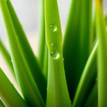 Aloes na zmarszczki – właściwości, zastosowanie i porady pielęgnacyjne