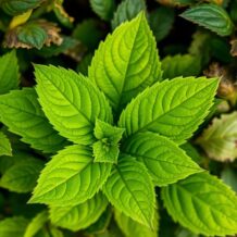 Choroby pęcherznicy: objawy, przyczyny i skuteczne leczenie