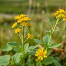 Podbiał pospolity: zdrowotne właściwości i zastosowanie w medycynie